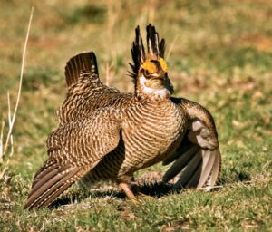 Lesser Prairie Chicken