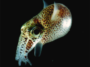 Image credit: M. J. McFall-Ngai and E. G. Ruby, University of Hawaii